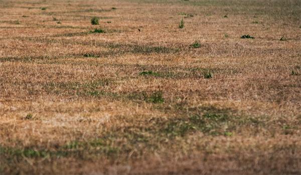 Droogte in de zomer van 2018 maakt loopgraven uit de Tweede Wereldoorlog zichtbaar in Westervoort. AVG Explosieven Opsporing Nederland maakt gebruik van foto's en filmpjes die worden gemaakt vanuit de lucht van de bodem. Het helpt bij het vooronderzoek naar conventionele explosieven.